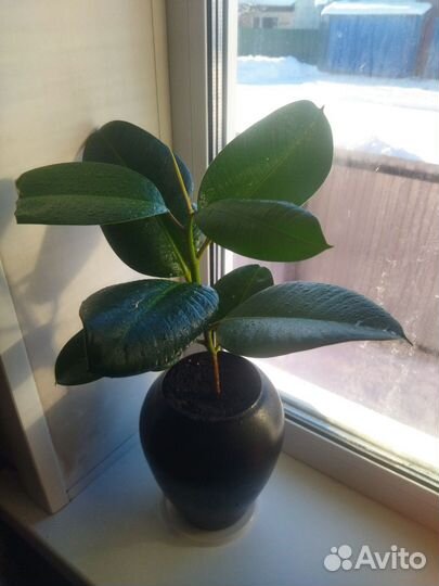 Фикус каучуконосный