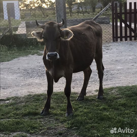 Коровы дойные швиц