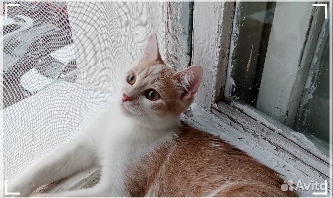 Домашние животные кошки