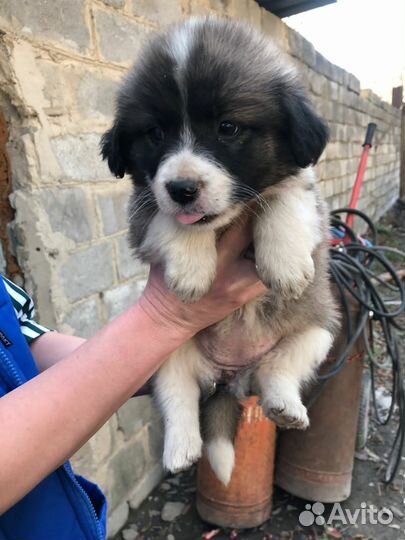 Щенки в добрые руки