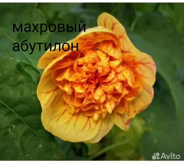 Нефролепис, папоротник 7, абутилон махровый