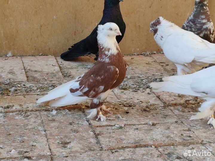 Узбекские Голуби Андижанские голуби