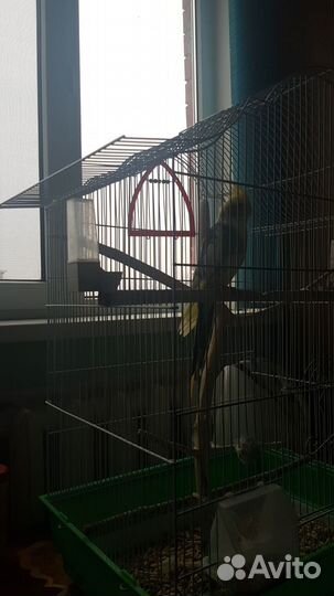 Говорящий попугай карелла