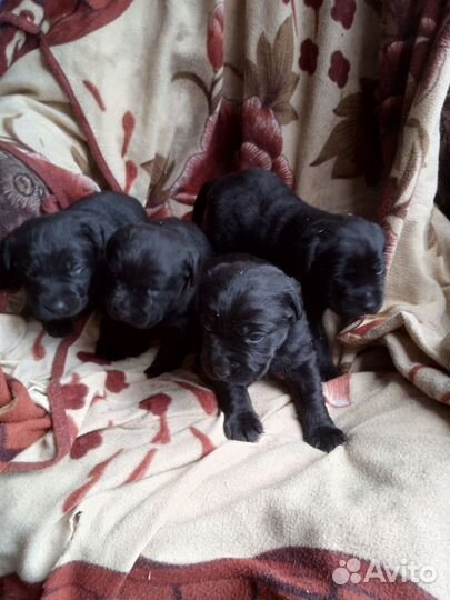 Щенки лабрадора
