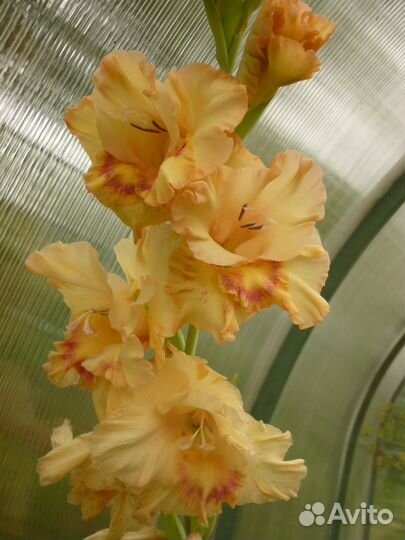 Гладиолусы луковицы