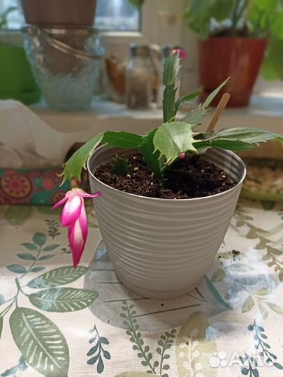 Декабрист шлюмбергера цветущий