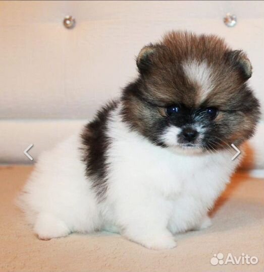 Шикарные малыши