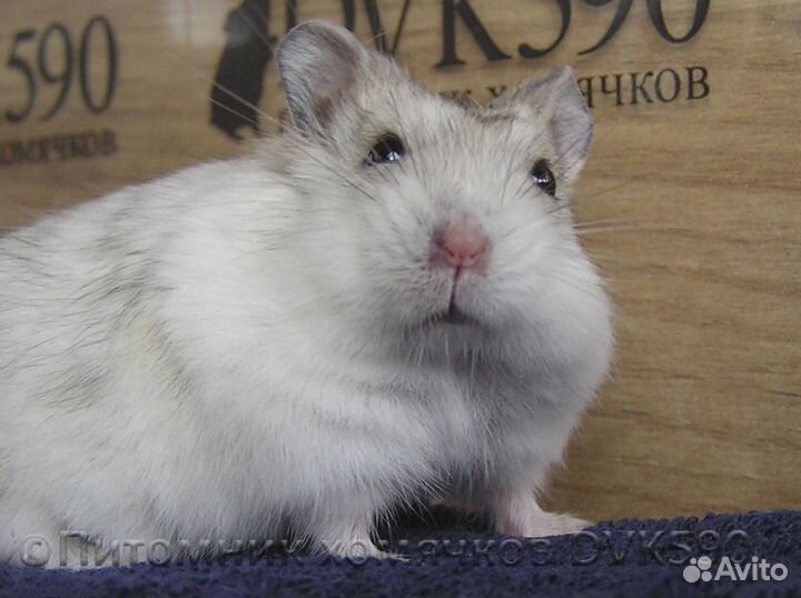 Хомячок, Новая клетка, Корм, Опилки + Доставка