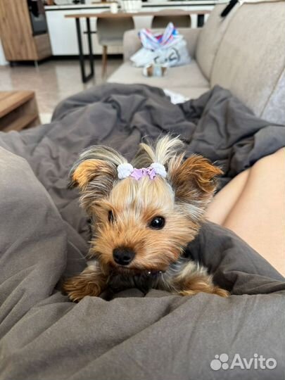 Йоркширский терьер мини