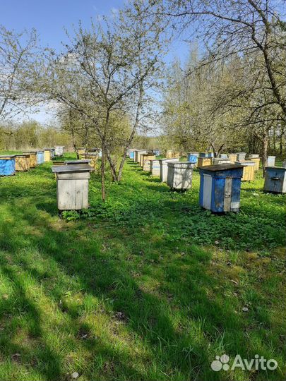 Продаются пчёлосемьи в количестве 30 штук