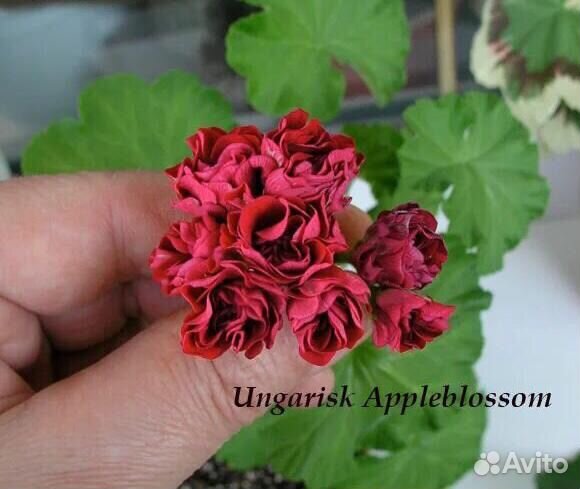 Пеларгония герань Ungarisk Appleblossom