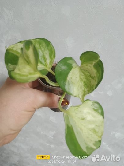 Сциндапсус хеппи лиф