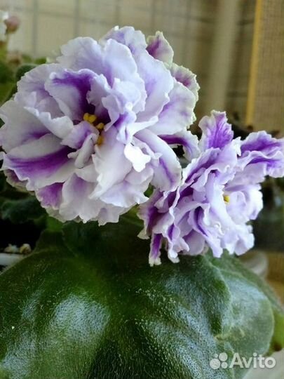 Фиалка ле Пломбир с черникой