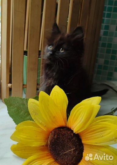 Малышка девочка ищет самую лучшую семью