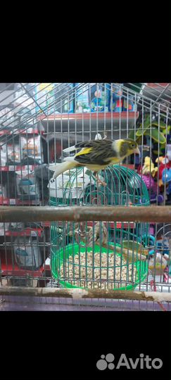 Молодой кенар