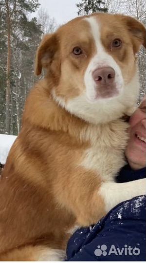 Собака бесплатно в добрые руки