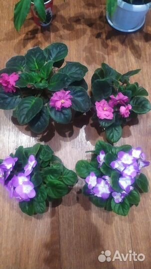 Спатифилум