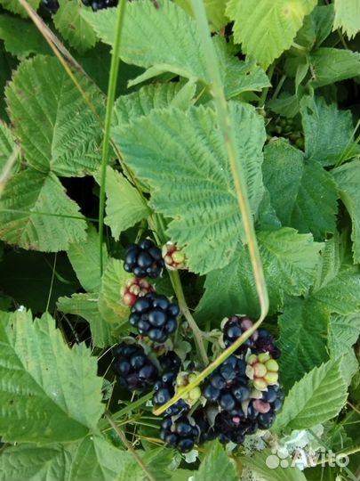 Варенье из дикой ежевики