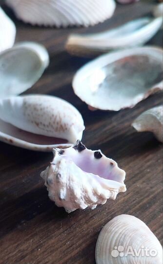 Морские ракушки