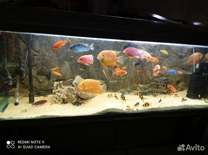 Рыба для псевдо моря есть (артемия заморозка 0.5кг