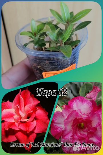 Адениум сеянцы