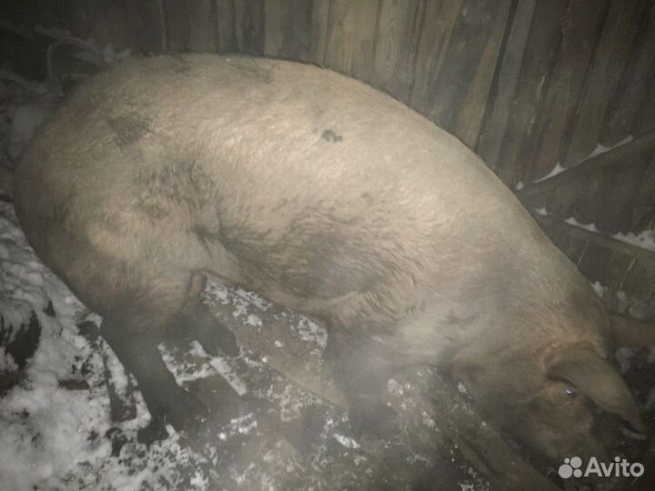Хряк дюрок на мясо