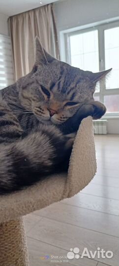 Вязка шотландских котов