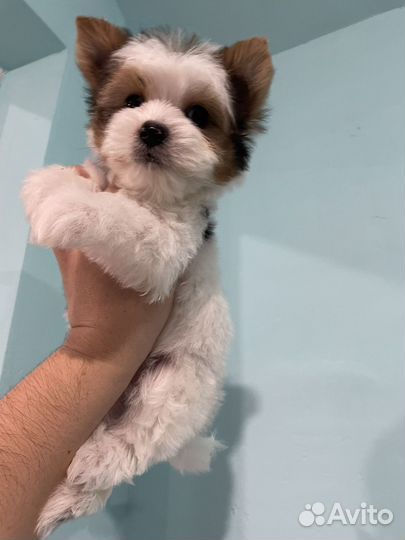 Кукольный мини мальчик йорк тедди