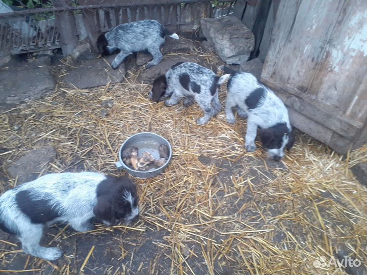 Дратхар продаю