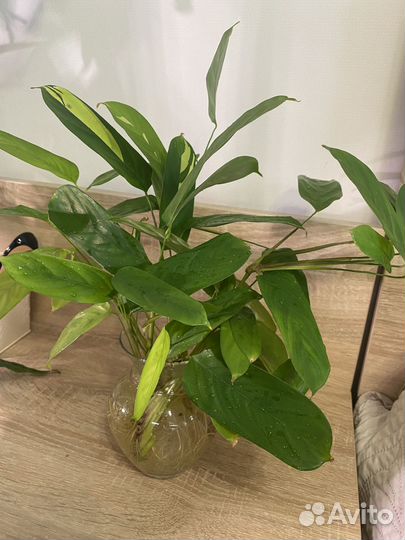 Калатея лубберса