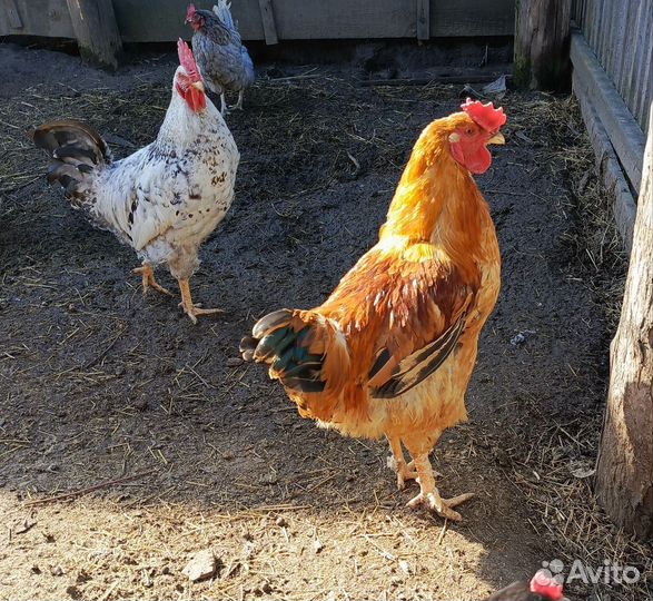 Молодые петухи