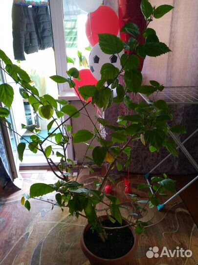 Гибискус китайская роза