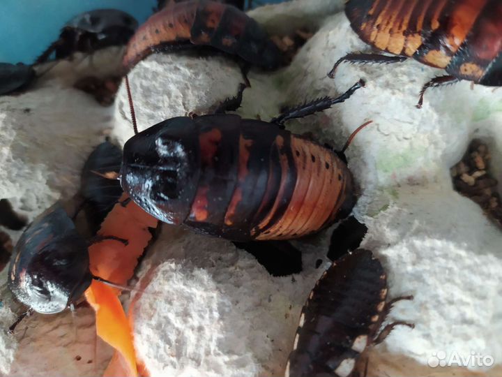 Мраморный таракан