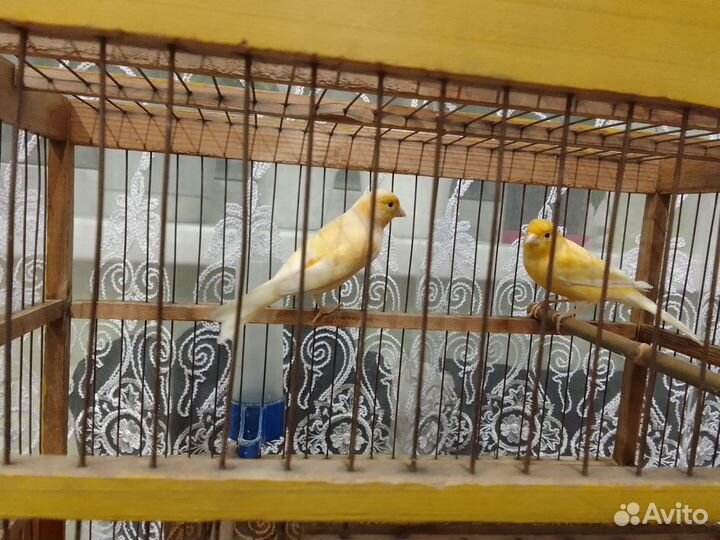 Канарейка кенар