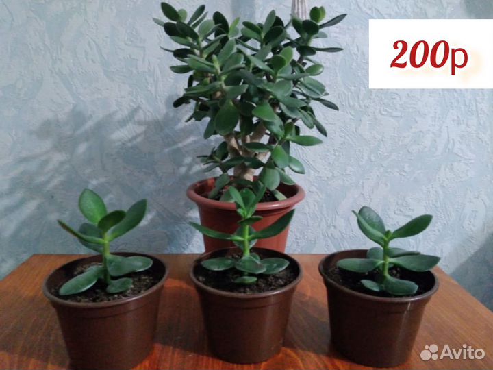 Красула (толстянка,денежное дерево)