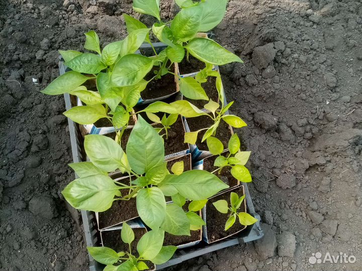 Рассада помидор и перцев