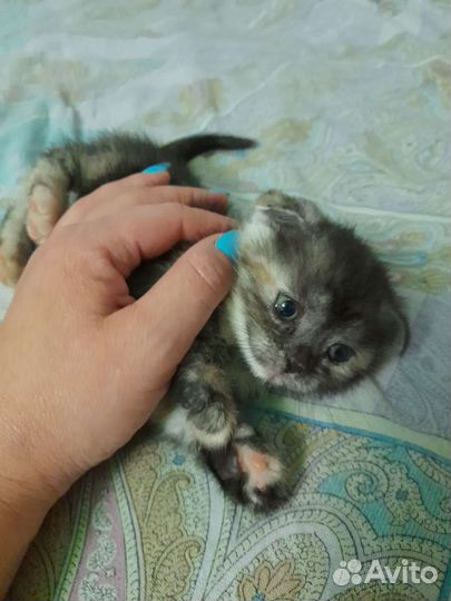 Кошка