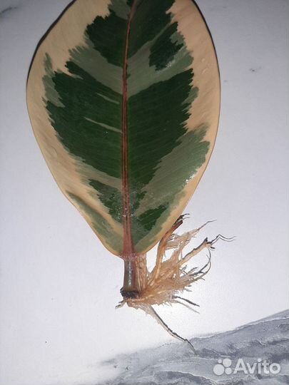 Фикус эластика белиз