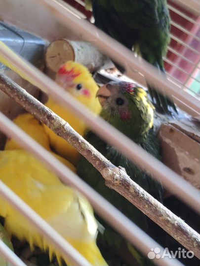 Птенцы новозеландского какарика