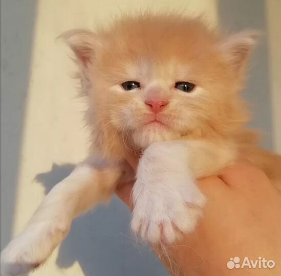 Мейн-куны от крупной пары