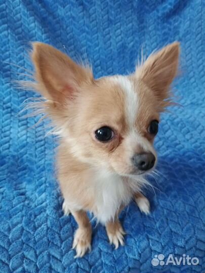 Вязка чихуахуа мини