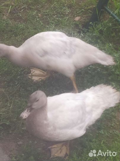 Индоутка мускусная утка