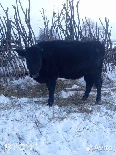 Нетель Стельная