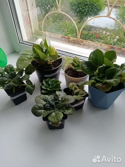 Сортовые фиалки