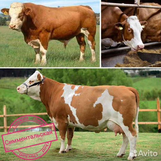 Искусственное осеменение коров и телок