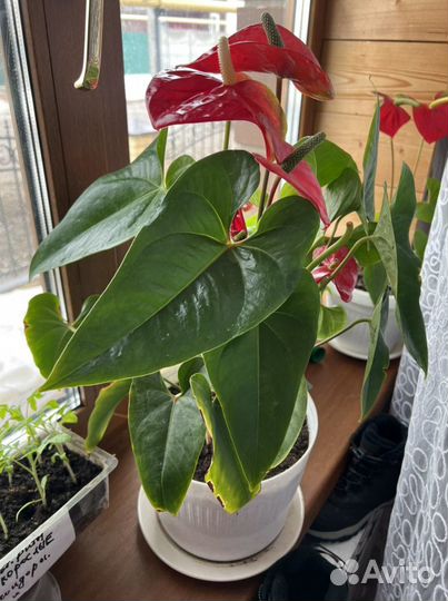 Комнатные растения цветы