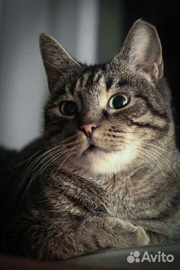 Европейская бездомная кошка Шипучка