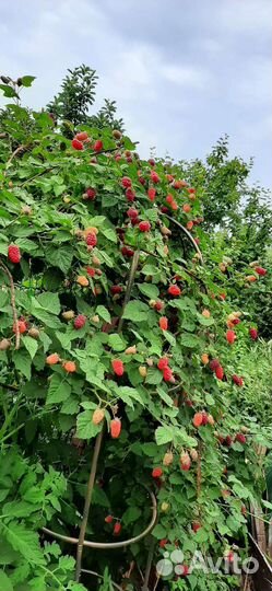 Саженцы ежемалины, спиреи, сирени, малины