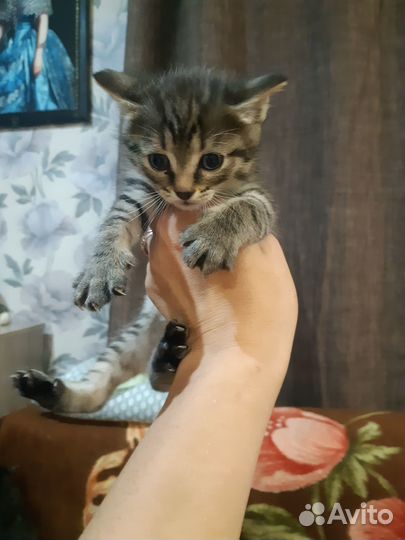 Маленькие детки.в добрые руки