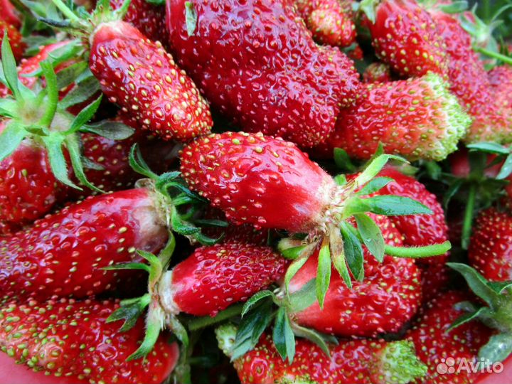 Земклуника Купчиха рассада